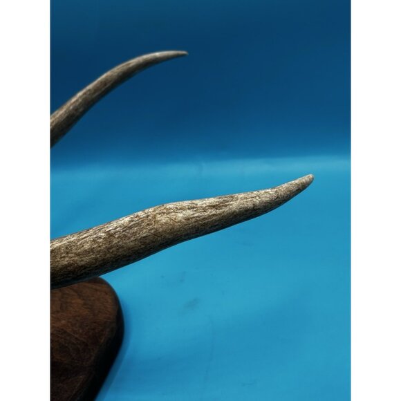 Rustic Mounted Deer Antler Display – Cabin Decor, Shed Antler on Wood Base - Picture 6 of 9